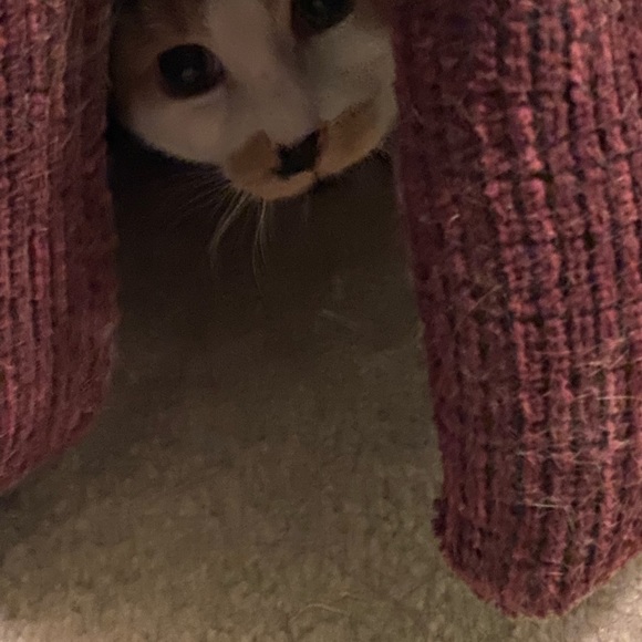 Sometimes you just need a friend to give you a hug. 😺💙 - Picture 7 of 10